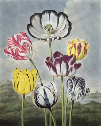 Tulipes, gravé par Earlom, du 